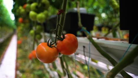 Red-ripe-tomatoes-growing-in-industrial-greenhouse-in-Belgium,-motion-view