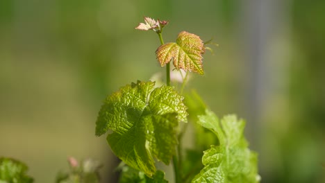Junge-Weinrebenblätter,-Die-Aus-Nächster-Nähe-In-Einem-Weinberg-In-Vignonet,-Frankreich,-Wachsen,-Nahaufnahme