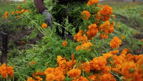 Footage-of-a-farmer-selecting-the-best-marigold-flowers-and-preparing-bouquets-for-the-market