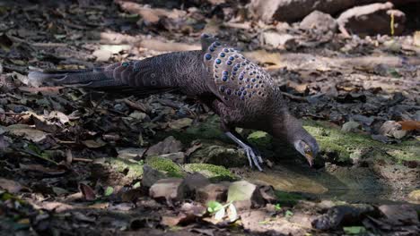 Drinking-water-while-the-camera-zooms-in-to-reveal-this-lovely-male-Grey-peacock-pheasant-Polyplectron-bicalcaratum,-Thailand