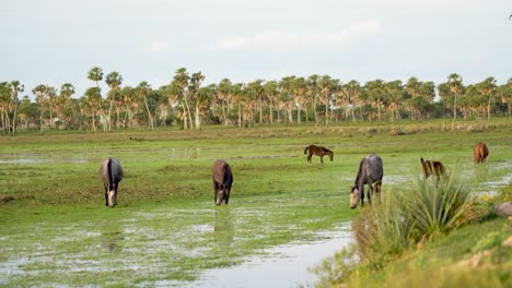 Group-of-wild-horses-grazing-on-a-green-pasture-in-Argentina