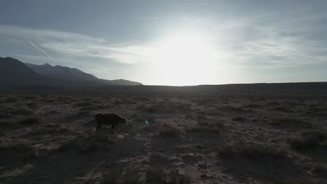 Vista-Aérea-De-Vacas-Salvajes-Pastando-En-El-Desierto-De-Utah,-EE.UU.