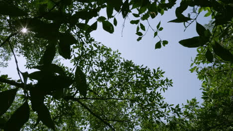 View-from-below-and-panning-from-the-right-the-left,-showing-the-sun-rays-going-through-the-branches-and-leaves-of-the-mangroves-in-the-coastal-waters-of-Southeast-Asia