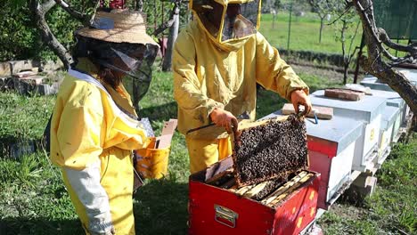 Rutina-De-Cuidado-Y-Mantenimiento-De-Abejas-Apicultores-En-Una-Granja