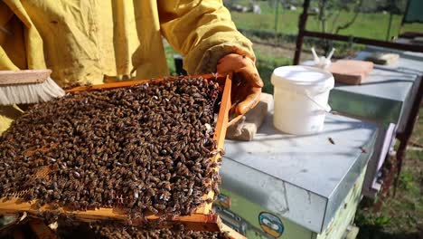 Close-up-of-beekeeper-holding-hive-frame-filled-with-honey-bees-for-routine-care-and-maintenance