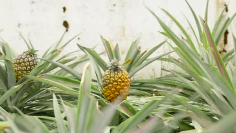 Tracking-shot-along-Pineapple-plantation-through-Pineapple-leaves-in-Greenhouse,-Azores