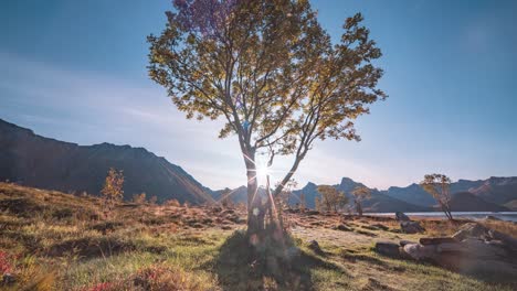 Ein-Einsamer-Baum-Am-Ufer-Des-Fjords,-Der-Von-Der-Hellen-Sonne-Beleuchtet-Wird,-Ist-Von-Der-Herbstlichen-Landschaft-Umgeben