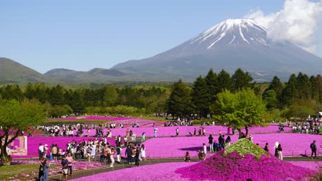 Gente-Disfrutando-De-Hermosas-Vistas-Del-Monte-Fuji-Con-Flores-De-Color-Rosa-Vibrante