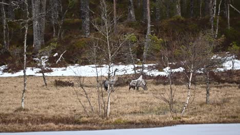 La-Grulla-Común-Macho-Monta-A-La-Hembra-Mientras-Se-Aparea-En-Primavera-En-Noruega