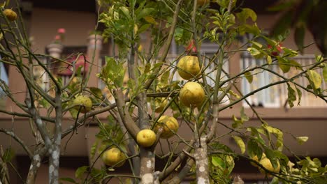 árbol-Frutal-De-Pomelo-Maduro-Y-Verde-En-El-Jardín