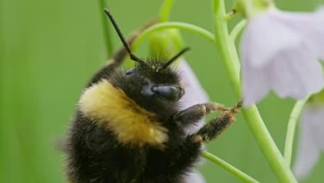 Macro-of-bumblebee-resting-on-stem-of-wildflower,-slowly-moving-antennae