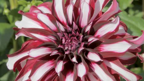 Close-up-shot-of-a-vibrant-red-and-white-dahlia-in-full-bloom,-showcasing-intricate-petal-patterns