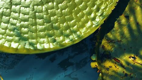 Vertical-footage-close-up-of-the-round-shaped-big-leaf-or-Victoria-lotus-leaves-in-the-pond-with-beautiful-sunlight-reflection