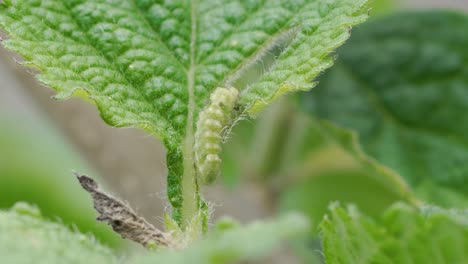Close-Up-Shot-of-Caterpillar-Eating-Green-Leafs-on-Plant