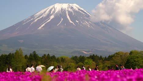 People-appearing-tiny-in-front-of-massive-Mount-Fuji-with-spring-scenery