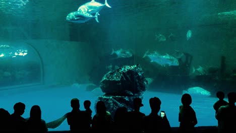 Im-Bangsaen-Aquarium,-Wenn-Die-Leute-Das-Große-Becken-Mit-Großen-Meeresfischen-Genießen