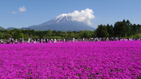 Beautiful-vibrant-purple-flowers-at-bottom-of-Mount-Fuji-in-Japan