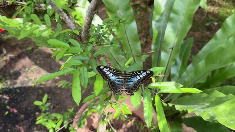 Schöner-Schmetterling,-Der-Oben-Auf-Den-Blättern-Ruht,-Nahaufnahme-Von-Oben