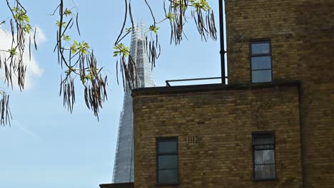 Blick-Auf-The-Shard-Durch-Einen-Baum,-London,-Großbritannien