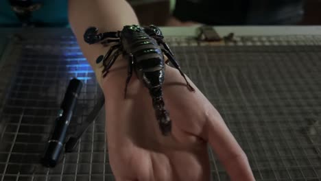 Giftiger-Skorpion-Kriecht-über-Einen-Mit-Bloßen-Händen