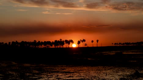 Palm-trees-at-sunset-on-Esteros-Del-Ibera