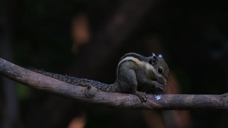 Mirando-Hacia-La-Derecha-Mientras-Come-En-Una-Rama-Y-Luego-Corre-Hacia-La-Izquierda-Siendo-Perseguido-Por-Otra-Ardilla-Rayada-Del-Himalaya-Tamiops-Mcclellandii,-Tailandia