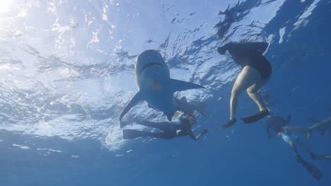 Tiburón-Limón-Nadando-Entre-Buzos-En-La-Superficie-En-Buceo-Con-Tiburones-En-Júpiter,-Florida