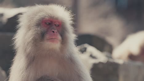 Portrait-Of-Red-Face-Japanese-Macaque-Or-Snow-Monkey-In-A-Park