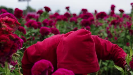 Imágenes-De-Un-Granjero-Mexicano-Cosechando-Flores-De-Terciopelo.