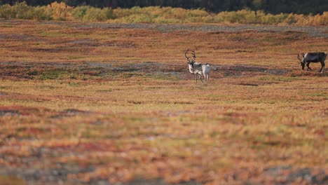 Reindeer-in-the-brightly-colored-landscape-of-the-autumn-tundra