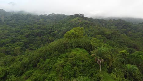 Aerial-View-Of-Dense-Tropical-Rainforest-In-Santa-Marta-In-Colombia