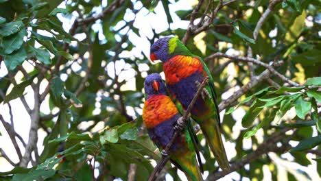 Two-lovebirds-rainbow-lorikeets,-trichoglossus-moluccanus-perched-on-tree-branch,-one-scratching-its-head-with-its-foot,-close-up-shot