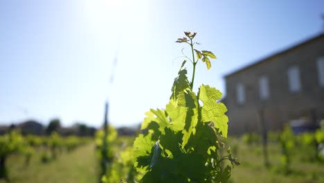 Young-grapevine-leaves-at-a-vineyard-farm-in-Vignonet-France-with-sun-shining,-Close-up-shot