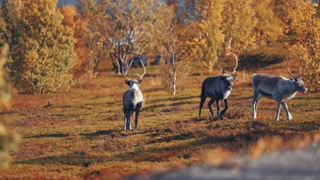 Drei-Rentiere-Wandern-Durch-Die-Herbstliche-Tundra