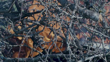 Burning-pile-stack-of-tree-branches-close-up-time-lapse