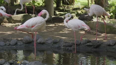 Pink-Flamingos-flock-In-A-Tropical-Pond-in-a-zoo