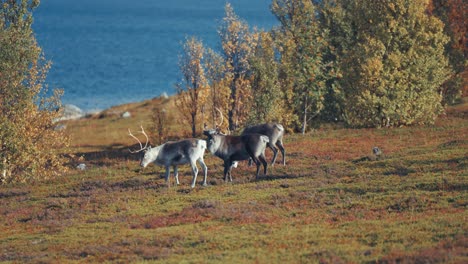 Reindeer-graze-on-the-shore-of-the-fjord