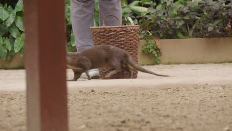 Ein-Otter,-Der-Während-Einer-Show-Im-Zoo-Von-Bali-Müll-Aufräumt
