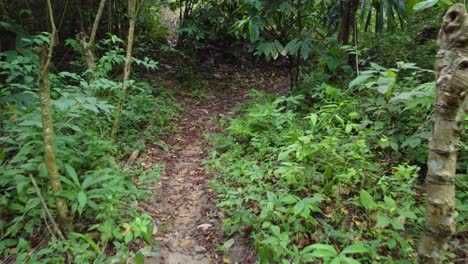 Camino-Vacío-A-Través-Del-Bosque-En-Santa-Marta,-Colombia