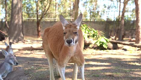 A-red-kangaroo,-macropus-rufus-slowly-standing-up-and-staring-at-the-camera,-close-up-shot-of-Australian-native-wildlife-species