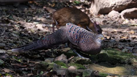 Drinking-water-while-a-Lesser-Mouse-Deer-Tragulus-kanchil-is-seen-at-the-background-feeding-on-the-ground,-Grey-peacock-pheasant-Polyplectron-bicalcaratum,-Male,-Thailand