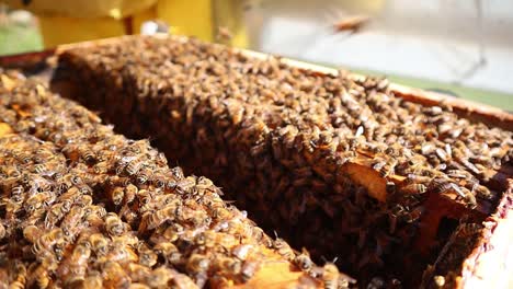 Primer-Plano-De-La-Colmena-De-Abejas-Melíferas