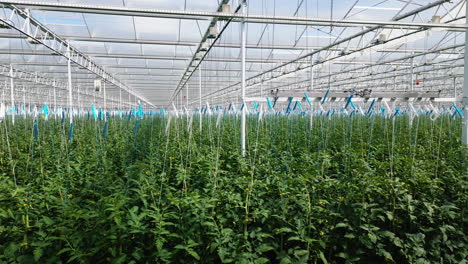 Green-tomato-plants-growing-in-massive-industrial-greenhouse,-motion-view
