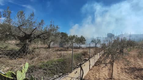 Smoke-comes-out-when-burning-olive-pruning