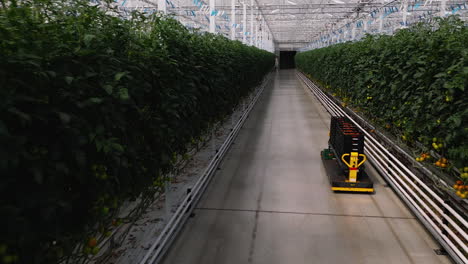 Automatic-lift-car-transporting-tomatoes-in-massive-greenhouse,-motion-view