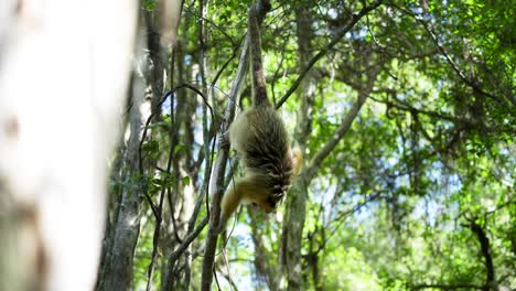 Caray's-monkey-hangs-by-its-tail-on-a-tree-branch-in-the-wild-jungle