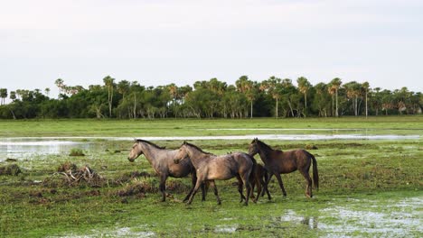 A-herd-of-wild-horses-eating-grass-in-Argentina