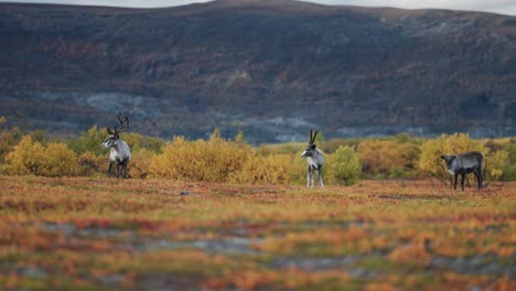Reindeer-graze-in-the-colourful-landscape-of-the-autumn-tundra
