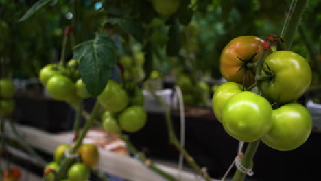 Delicioso-Tomate-Fresco-Creciendo-En-Plantas-Verdes,-Vista-De-Cerca