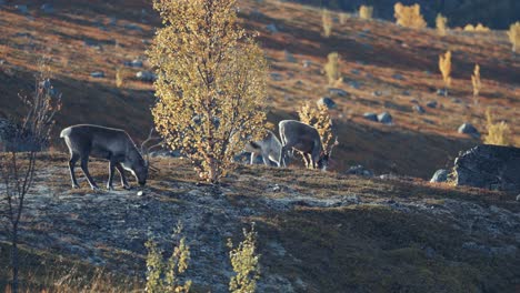 Young-reindeer-walk-grazing-through-the-autumn-tundra-landscape